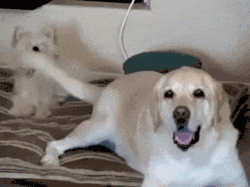 狗狗为什么摇尾巴?