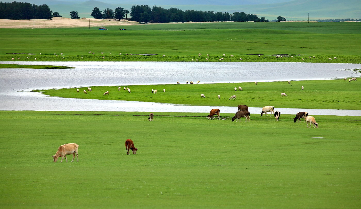 天苍苍野茫茫,风吹草低见牛羊,这是呼伦贝尔大草原才有景色.