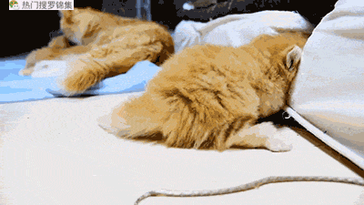 搞笑gif:厉害了大哥!