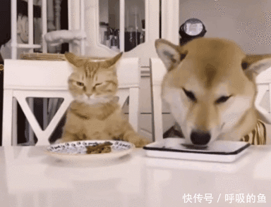 搞笑gif:师傅请受徒儿一拜,可否在您门下当吹箫童子