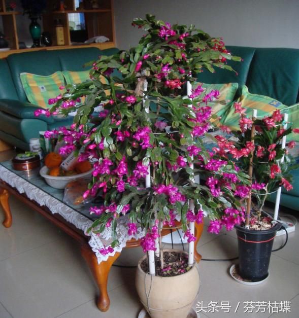 婆婆在仙人木上嫁接蟹爪兰,花期长好养活,别具一格的蟹爪兰盆景