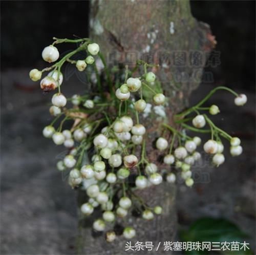 水东哥,(学名:saurauiatristyla),别名:白饭果,白饭木,米花树等.
