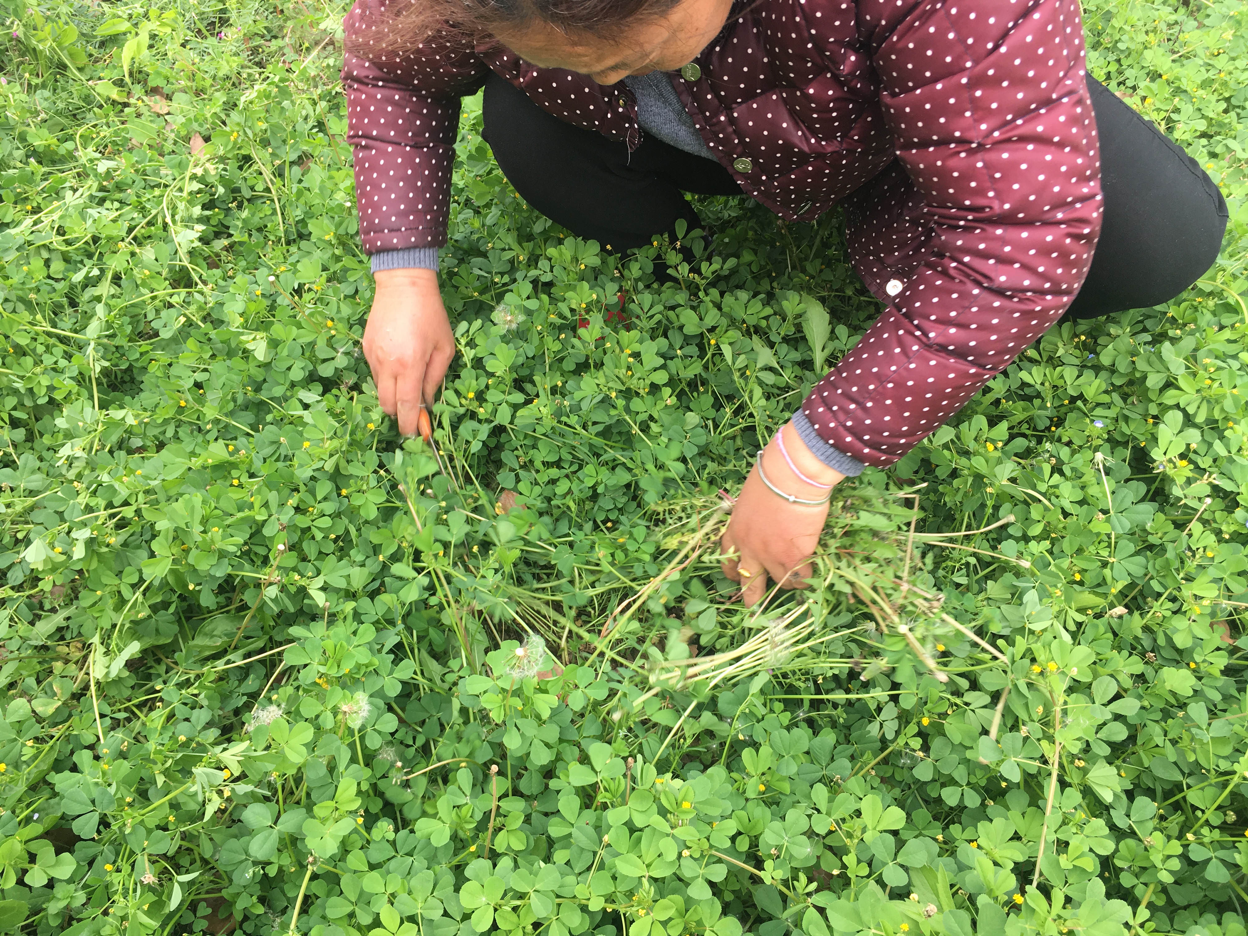 农村大爷大妈路边挖野菜泡水喝 称:据传可以治病