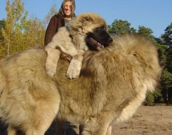 一生只认一个主人的世界最大犬种,就连藏獒也惹不起!