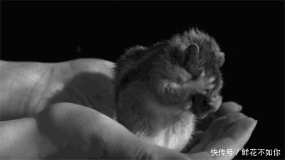 爆笑gif动图:这应该是听到开心的事情了!笑的太甜了