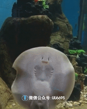 搞笑gif动图:好可爱的小鱼,它怎么能这么可爱