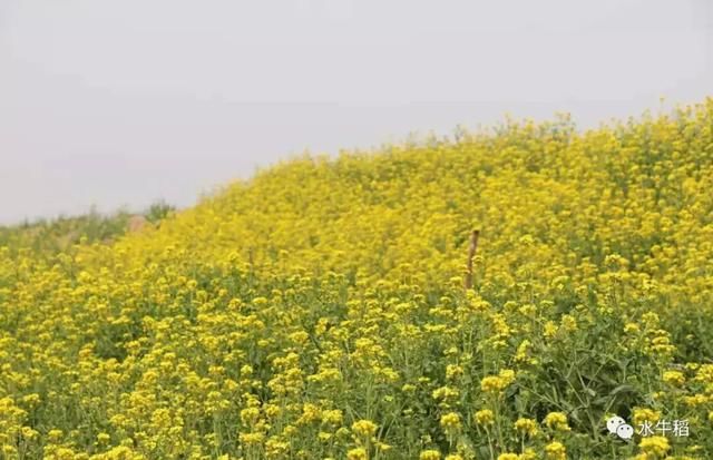 去新乡原阳县油菜花基地从开封怎么走啊