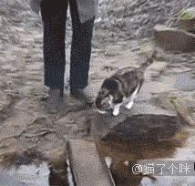 常在河边走,哪能不湿鞋 猫咪:谁说的?对处女座黑转粉了呢 2.