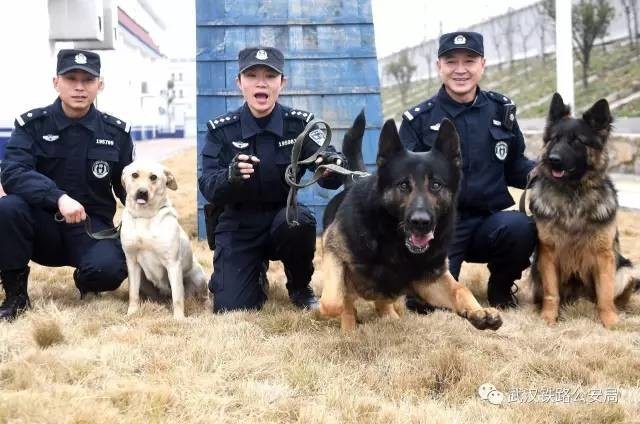 刘慧是武汉铁路公安局襄阳公安处警犬工作队女警,"威利"是一只经过