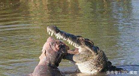 鳄鱼正在吃大口吃"肉条", 摄影师走进一看, 直呼震愤不已!
