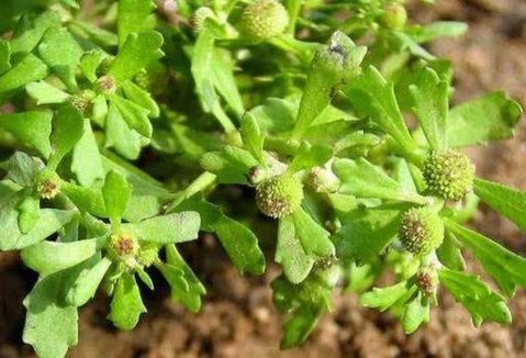 只需闻一闻这株草,多年鼻炎不药而愈,这种专治鼻炎的小草就叫鹅不食草