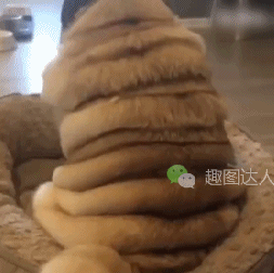胖成猪的狗狗,这游泳圈真够多的