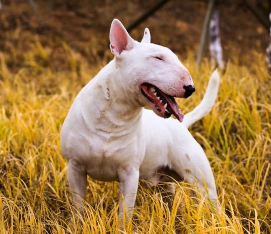 世界禁养的猛犬,你知道几种?