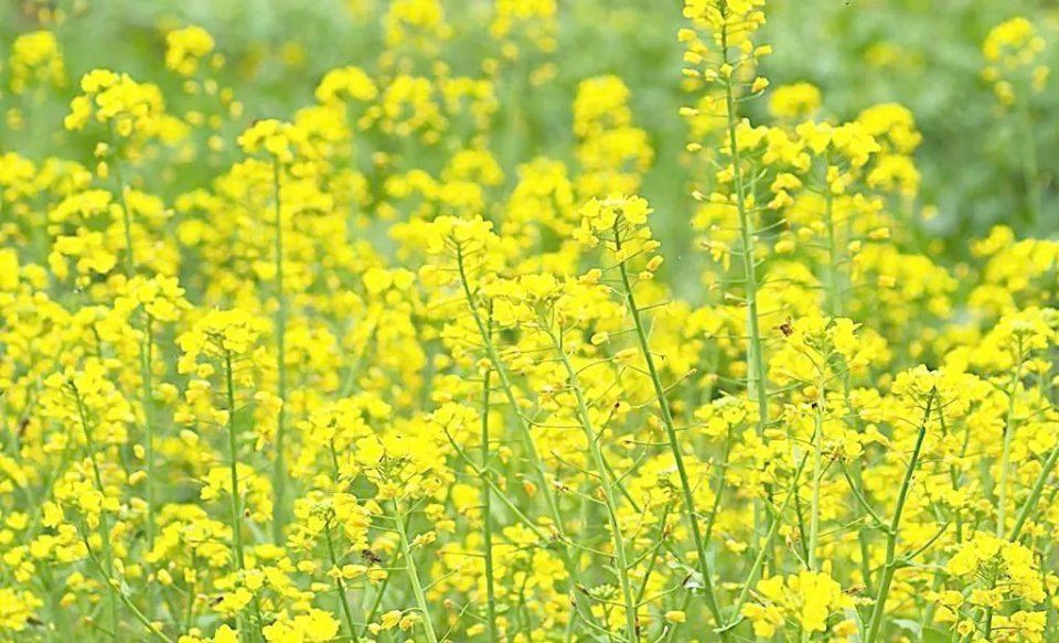 4月中下旬 沧州献县万亩油菜 在沧州献县,暖风吹过,一畦畦的油菜花