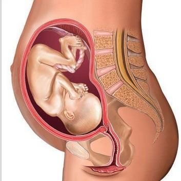 胎宝宝2~10个月在腹中的胎位是什么样子的?九张图带你