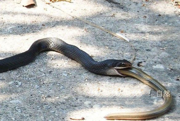 蛇就是这个样子,如果谁把它给激怒了那就必死无疑,凶狠起来绝对让你