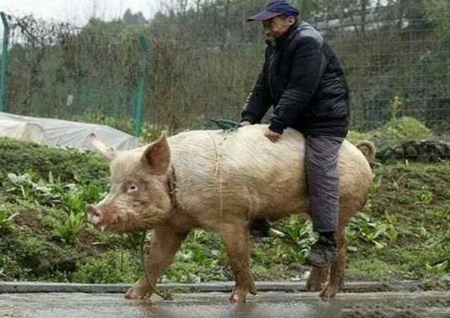 农村老汉,每天骑500多斤的"猪"闲逛,还打算把猪养到自然死去