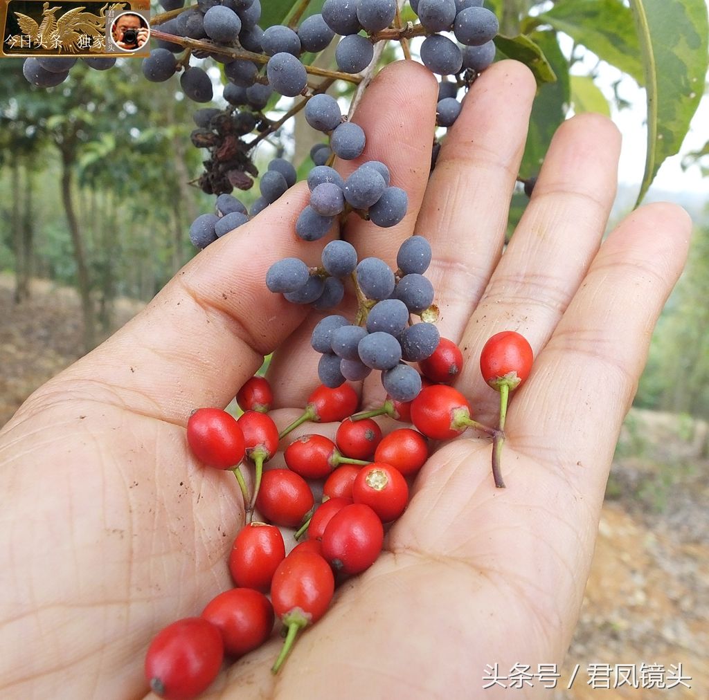 湖北宜昌:乡村路边冬青树优美,它是国家重点保护植物!