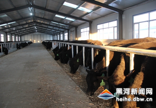 孙吴打造全国安格斯肉牛养殖第一县