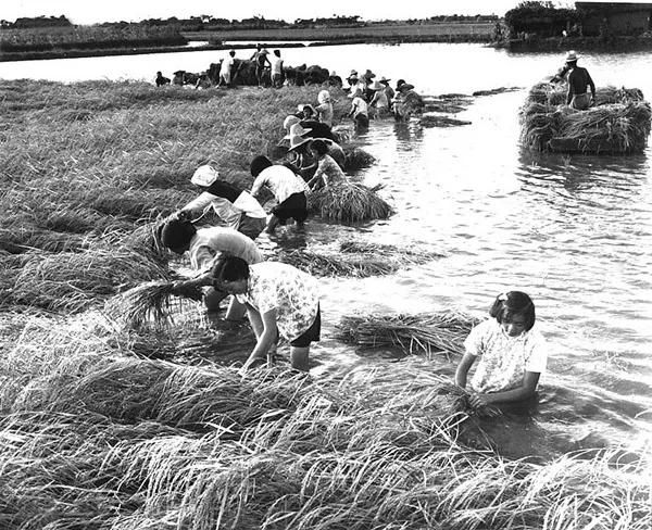 1954年,江苏高淳县东坝农村,在洪水里抢收水稻.