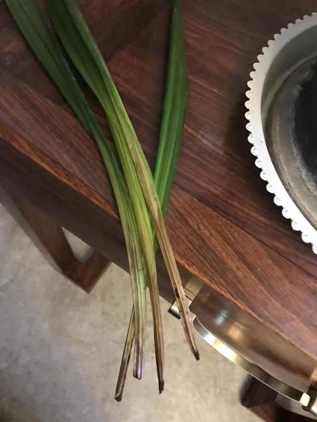 如何攻克兰花茎腐病,这几招,轻松解决!
