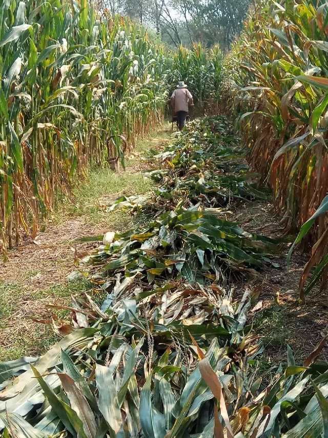 78岁农村老人收玉米,手工收割坚决不用机器,原因是为了这个