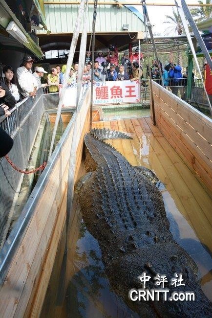 有台湾鳄鱼王之名的东南亚河口鳄"小河",19日启程,将赠送厦门动物园