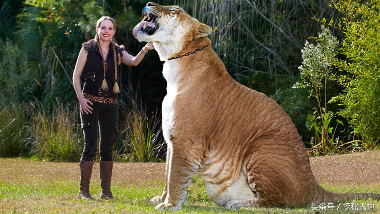 世界上体型最大的4种猫科动物,最大的肩高达到1.25米!