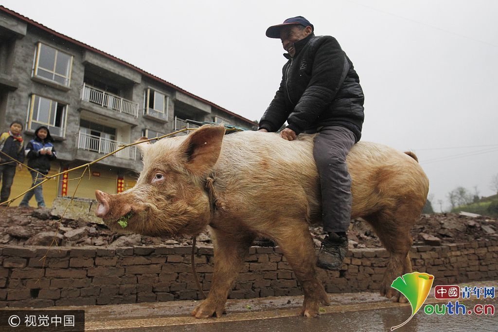 别人遛狗他遛猪!盘点大街上那些"拉风"的宠物