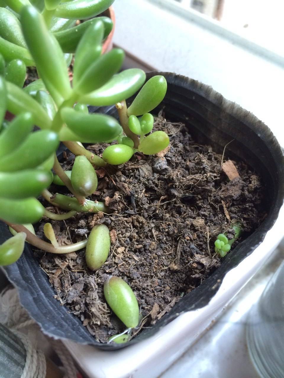 "瓜子壳"抓一把扔土里,土壤不板结,植物叶子长得旺!