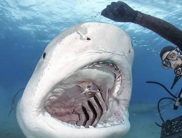 生态科普除了大白鲨,还有那么多你不认识的鲨鱼!