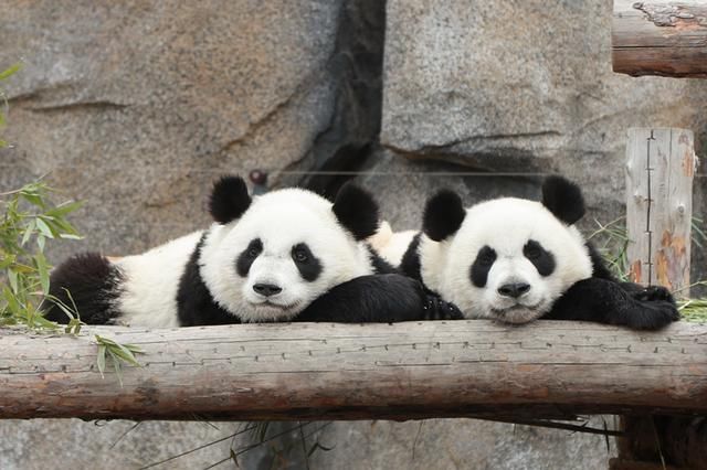 萌翻!两只大熊猫宝宝今起与游客见面