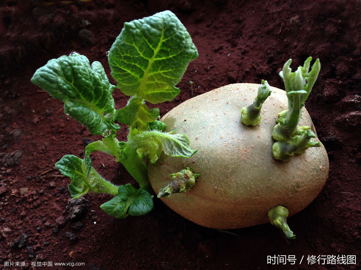 生活小常识:土豆发芽了还能吃吗