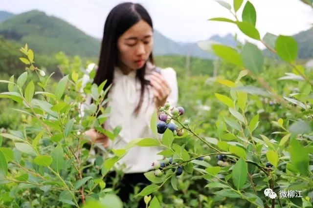 特意到武汉,浙江,青岛等蓝莓种植基地参观学习,邀请相关专家前来指导