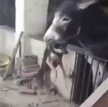 田园犬非要招惹小毛驴,驴脾气上来后,狗狗后悔已经来不及了