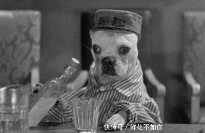 现在这些狗,都特么要成精了