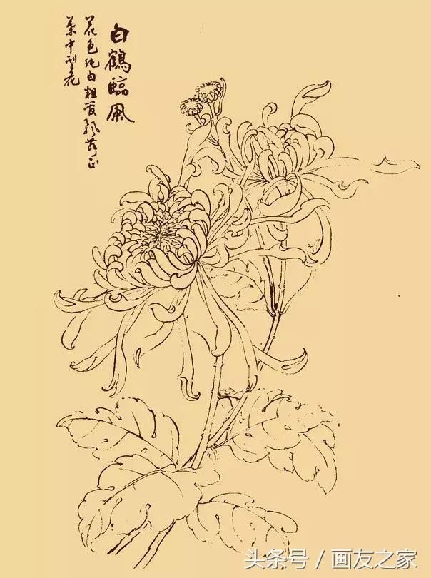 这么美的白描菊花,忍不住要分享给你!