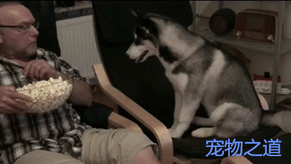 见主人不给自己吃爆米花,二哈着急了,直接上了爪子   