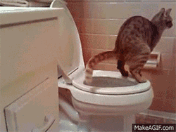 想要教猫咪蹲坑?先看看这些前辈吧!