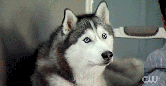 真是帅到家了!二哈的眼神好熟悉