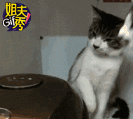 姐夫gif秀:就服你们这些懂动物语言的,一个个都是戏精