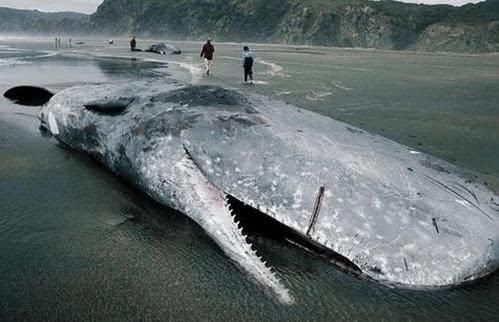 弓头鲸也被称为北极露脊鲸.