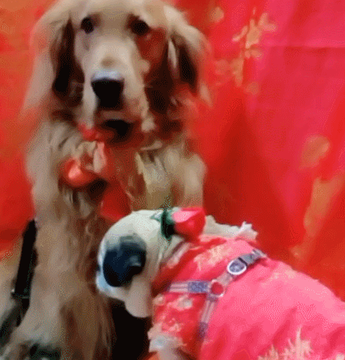 金毛和八哥犬结婚,金毛满脸不开心,八哥犬太丑了!