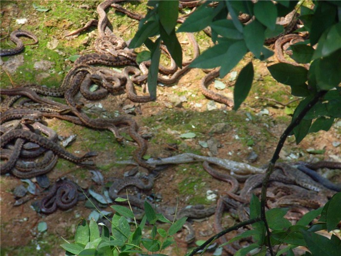 在这个小小的蛇岛上,几乎没有其他大型动物,仅有的是2万余条黑眉蝮蛇.