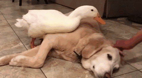 鸭子看上拉布拉多了,主人想摸狗都被啄,可以考虑做顿啤酒鸭了