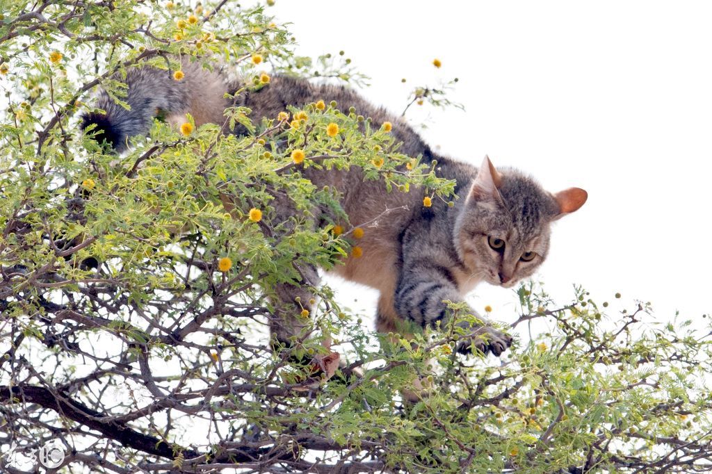 狞猫vs非洲野猫,野猫从14米高的树上纵身跳下,仍难逃厄运