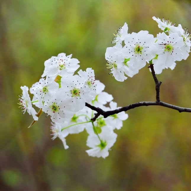 > 梨花的花语是纯情,纯真的爱,一辈子的守候不分离.
