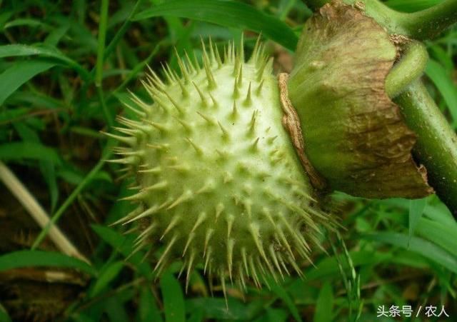 农村常见的一种有毒植物,果实布满尖刺,城里人当花养