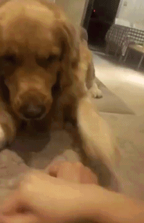 搞笑gif:别人笑我太疯癫,我笑他人看不穿!