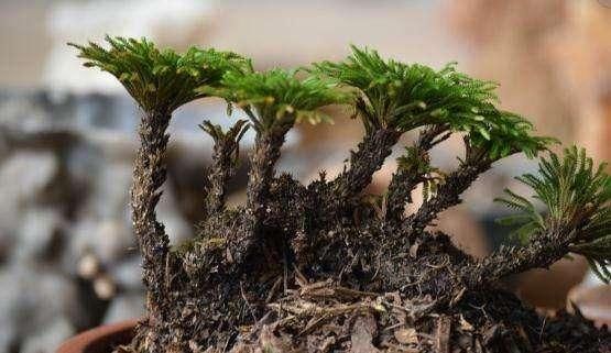 农村这种神奇的植物,人称九死还魂草,一斤卖30元,农民知道吗?